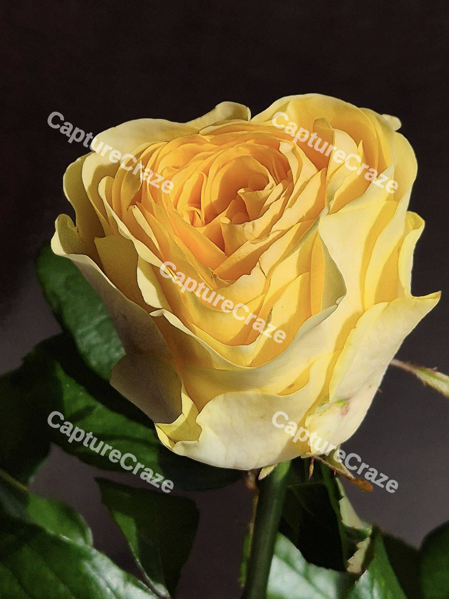Yellow Rose